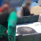 Imagen captura del vídeo difundido por la Guardia Civil de la suelta de la tortuga.