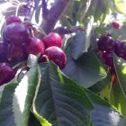 Cerezas de Abrucena, a punto de ser recolectadas en la finca de Los Cayetanos.