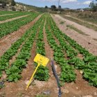 Cultivo de lechugas con gotero al aire libre.