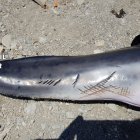 Imagen de uno de los delfines varados.