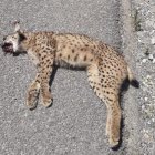Imagen del lince hallado en la A-7
