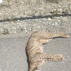 El lince fue atropellado el pasado miércoles.