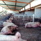 Imagen de archivo de una granja de cerdos.