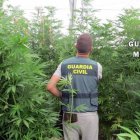 La Guardia Civil ha localizado 3.000 plantas de marihuana.