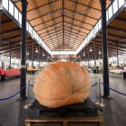 Esta calabaza gigante cultivada en Almería es la más grande de toda Andalucía.