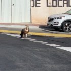 El buitre caminó por el asfalto sin miedo alguno.