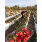 Manoli Martín recolectando sus fresas en Abrucena hace unos días.