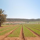 Campos de lechugas en Cuevas del Almanzora.