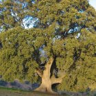 La peana, la encima milenaria de Serón.