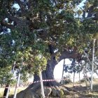 Estado de la encina milenaria de Serón meses atrás.