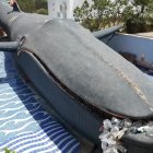 El escultor se ha preocupado de que su Moby Dick tenga aguas por las que nadar.