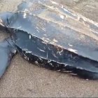 La tortuga encontrada por los técnicos de Equinac.
