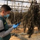Un agente inspecciona la plantación de Los Vergeles