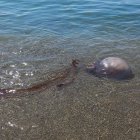 Algunos bañistas alertaron al resto de vecinos. Foto de Pepo Verdejo
