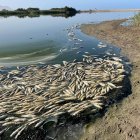 Peces muertos flotando en las aguas de la laguna de Rambla Morales