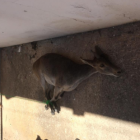 Imagen de la cabra montesa enviada en el comunicado.