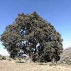 La encina milenaria es conocida como \'La Peana\' por la anchura de la base de su tronco.