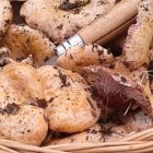 Hablamos de la micología, la temporada de setas que a los amantes gusta tanto por su recolección como por la gastronomía.