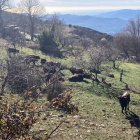 Un grupo de vacas por Bayárcal.