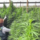 Registro de la Guardia Civil en una cultivo de marihuana durante la Operación Ébano.