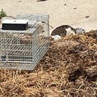 Imagen del rescate del felino para su traslado al hospital veterinario.