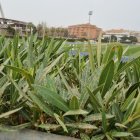 El polvo africano es un buen fertilizante natural.