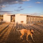 Imagen de archivo de un refugio para animales en la provincia.