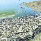Descubren la causa de la muerte de los peces de la Rambla Morales.