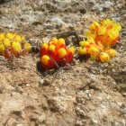 Es muy difícil encontrar en zonas secas. Foto de Antonio Rubio.