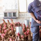 Imagen de archivo de una granja de pollos.