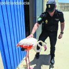 Ejemplar de flamenco rescatado ayer por la Policía en la localidad de Carboneras