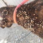 Uno de los perros rescatados.