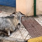 La cabra atada a una señal en una calle de Adra.