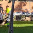 Captura de uno de los jabalíes. Foto: Pepe Martínez