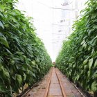 Un invernadero en la provincia de Almería.