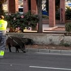 Dos jabalíes este jueves en la Rambla de Almería. /Foto: Paqui García