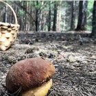 El otoño es el momento de la recolección de setas.