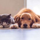 Mascotas en una vivienda.