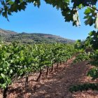 Imagen de los viñedos de Cepa Bosquet.