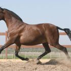 Fotografía de un caballo de pura raza española.