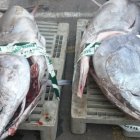 Imagen de archivo de atún requisado años atrás.