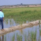 Arrozales sevillanos donde tienen tierras en propiedad los regantes del Almanzora.