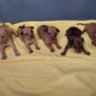 Imágenes de algunos de los cachorros rescatados por la asociación huercalense.