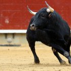 Un toro, en una imagen de archivo.