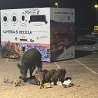 Jabalíes en el barrio de Cabo de Gata este verano. Foto: McYebra.