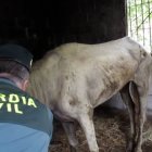 Archivo de la Guardia Civil de la investigación de maltrato animal.