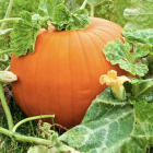 Cultivo de calabaza