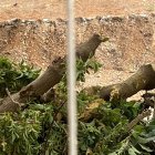 Árboles talados en la Rambla de San Antonio en Aguadulce.