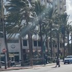 La palmera caída frente a La Tagliatella.