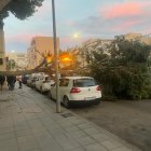 Un árbol caído en una calle de Las 500 Viviendas a causa del temporal de viento.